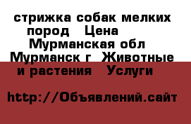 стрижка собак мелких пород › Цена ­ 500 - Мурманская обл., Мурманск г. Животные и растения » Услуги   